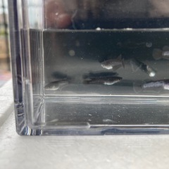 メダカ　ミッドナイトフリル　漆黒の画像