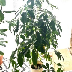 カポック　シェフレラ　観葉植物の画像