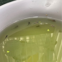 受付中🔴和墨×紅白ラメ 稚魚8匹  和墨と紅白ラメを掛けたメダカの画像