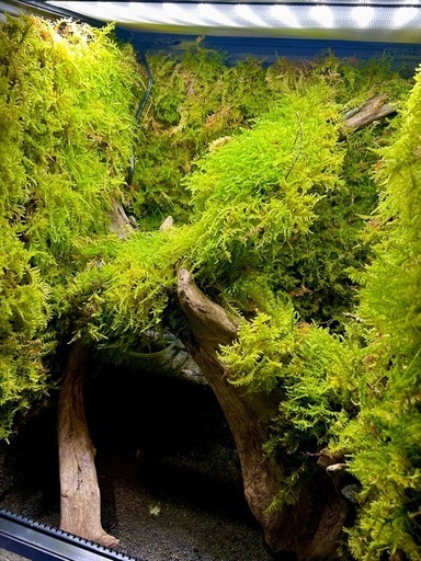 エキゾテラ4560レイアウト　爬虫類ゲージ　水槽