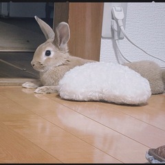 うさぎ2羽の里親募集（そっくりな子たちです） 