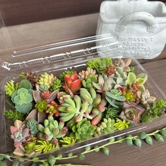 フリマ・多肉植物・5月6日 - 高松市