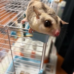 フクロモモンガの画像