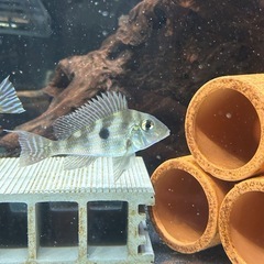 熱帯魚 ゲオファーガス 各種セット販売の画像