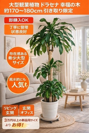 【大型】幸福の木（ドラセナ）約170〜180cm｜状態良好・インテリアに◎