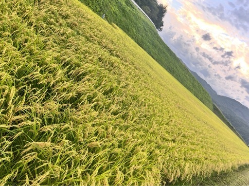 ⭐︎R8 新米予約⭐︎　全国発送用　玄米30㎏　着払い