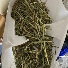 【新品】うさぎのチモシー＋おまけ付きの画像