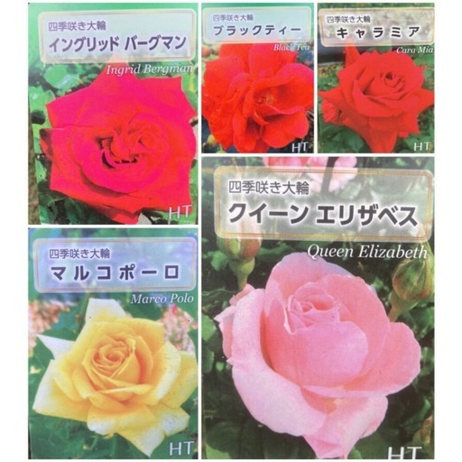 〔今だけ値下げ〕【植物】《まとめ売り》バラ苗（新苗） 15株