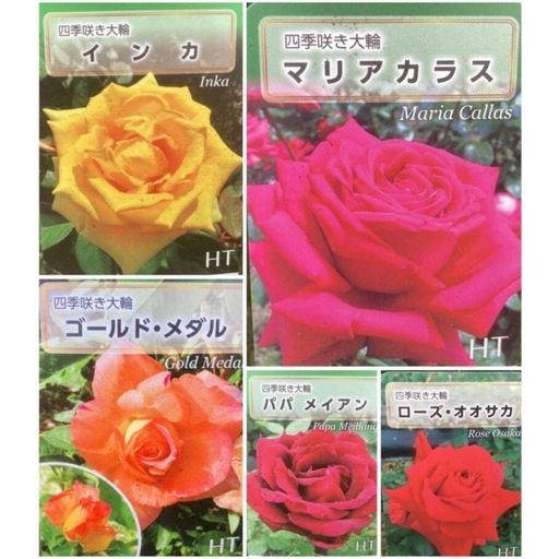 〔今だけ値下げ〕【植物】《まとめ売り》バラ苗（新苗） 15株