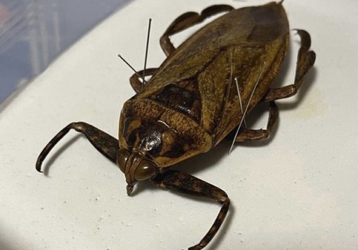ナンベイオオタガメ 標本 昆虫標本