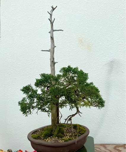 希少　糸魚川真柏　盆栽