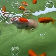 【取引確定】協会系 らんちゅうの画像