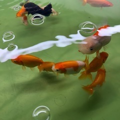 【取引確定】協会系 らんちゅうの画像