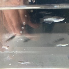 ミッドナイトフリル漆黒メダカ　18匹の画像