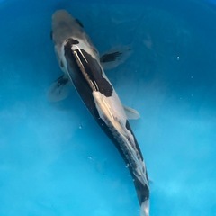 高級錦鯉の画像