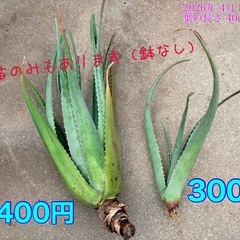 ★アロエベラ★サイズ色々（与那原町、浦添市安波茶　等々）の画像