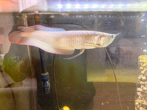 シルバーアロワナ　約35cm