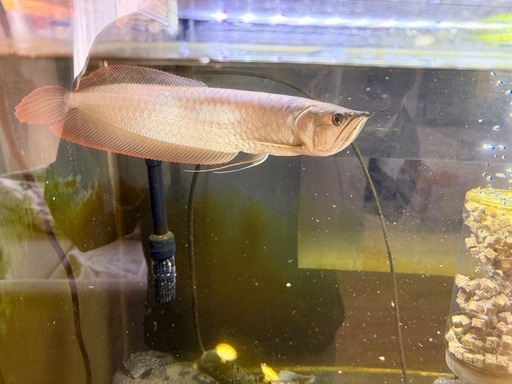 シルバーアロワナ　約35cm