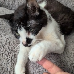 猫の保護施設で使いそうなもの募集中