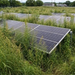 【前橋限定】｜太陽光パネル下の草刈り・草むしり対応します