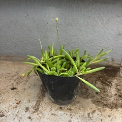 ルビーネックレス　抜き苗