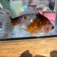 江戸地金(金魚)の画像