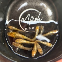 メダカ、橙トウ‼️の画像