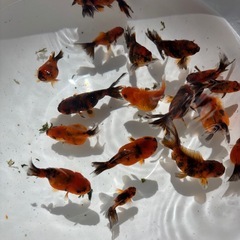 話し中⭐️金魚⭐️タイガーオランダ20匹🐟の画像