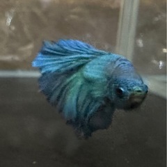 スーパーデルタ　ベタ　各色の画像