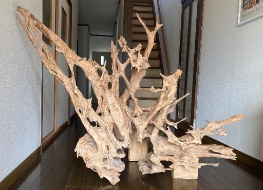 アカタブの木の根