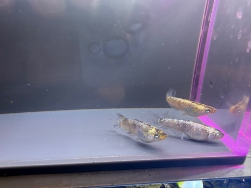 金箔和墨　1P +♂1