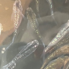 メダカ　オーロラブラックラメ　7匹の画像