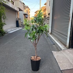 フェイクグリーン　ドラセナの画像