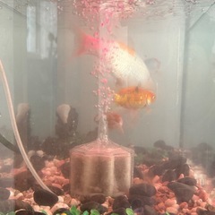 鯉という魚がいます。鯉という魚がいます。の画像