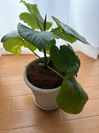 観葉植物まとめ 4点セット　植木鉢　大型　陶器 ホワイト　プランター