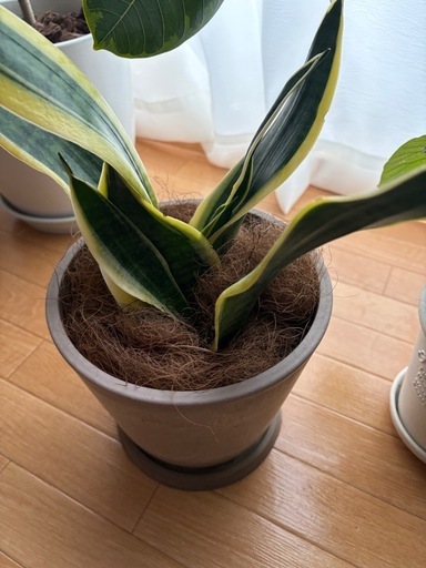 観葉植物まとめ 4点セット　植木鉢　大型　陶器 ホワイト　プランター