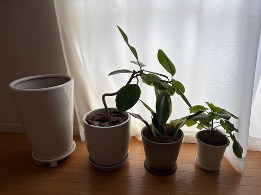 観葉植物まとめ 4点セット　植木鉢　大型　陶器 ホワイト　プランター
