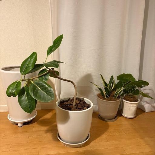 観葉植物まとめ 4点セット　植木鉢　大型　陶器 ホワイト　プランター