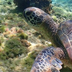 🌺✨海亀シュノーケル🐢＆BBQイベントのご案内✨🌺