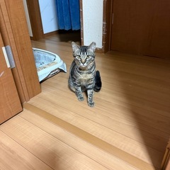 兄弟 - 里親募集