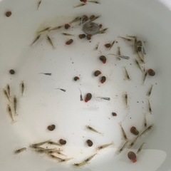 室内でメダカ飼育セット⑥の画像