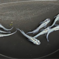 メダカ　魔王改ブルードレス　めだかの画像