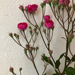 ミニバラの画像