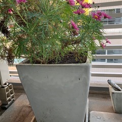マーガレット鉢植えの画像