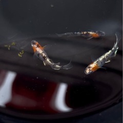 「紅三色歌舞伎」　白勝ち個体！ボールの中全部でジモティ価格
1000円の画像