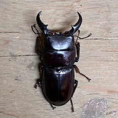 ダイトウヒラタ　トリオの画像