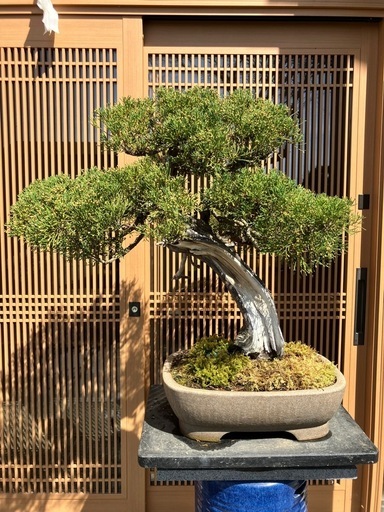 真柏　詩刻鉢付き　盆栽
