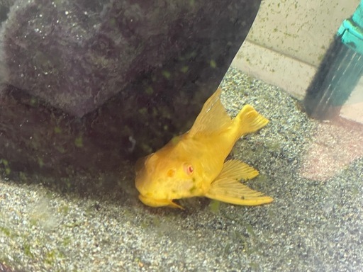 熱帯魚 アフリカン