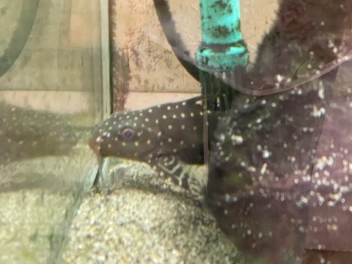 熱帯魚 アフリカン