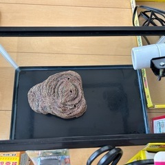 水槽セットの画像
